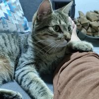 Gato desaparece no bairro Dom Bosco