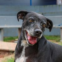Maior programa de castração de cães e gatos do Brasil deve chegar a 280 cidades catarinenses