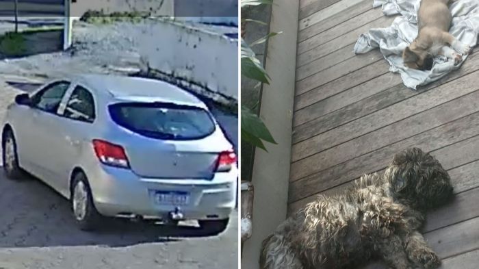 Momento em que os dois cães foram deixados na rua Alcides Pereira, no bairro Fazenda, foi filmado (Fotos: Leitor/Diarinho)