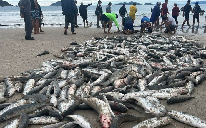 Fartura de peixe está sendo registrada nas praias de Floripa (Foto: Reprodução)