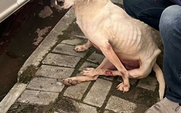 Aves estão no zoológico e dog se recuperando (Foto: Divulgação/Fucam)