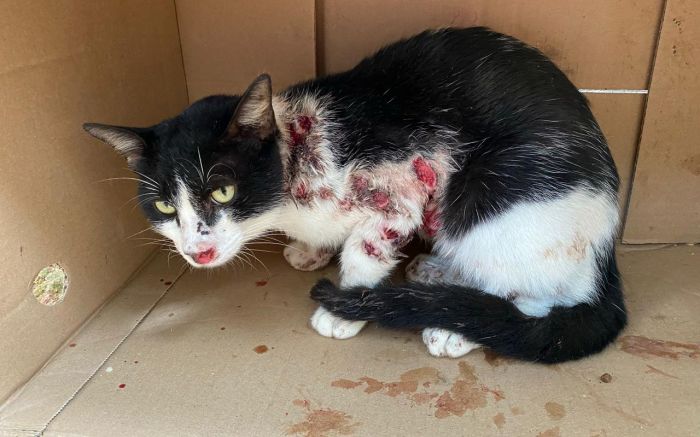 População é orientada a manter gatos dentro de casa e procurar a UBS ao perceber feridas suspeitas na pele
(Foto: SES-SC/Divulgação)