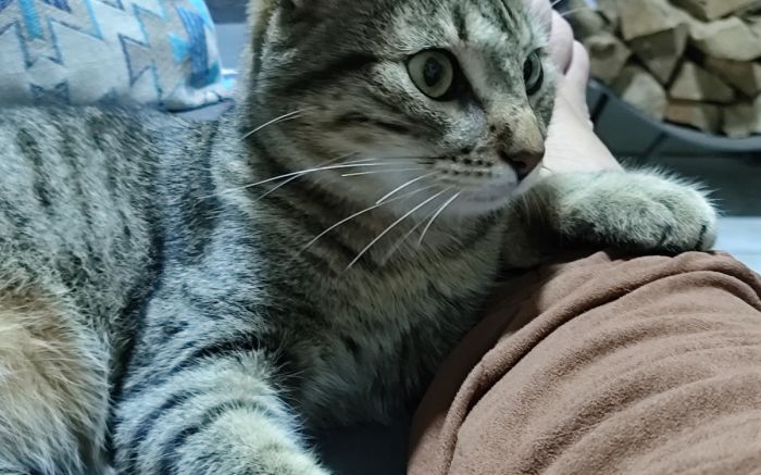 Tutora relata que o gato é considerado parte da família (Foto: Leitor)