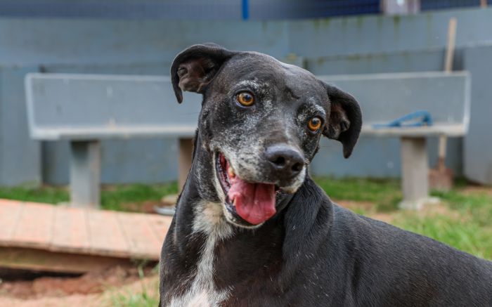 Programa deve castrar 90 mil pets entre 2025 e 2026 (Foto: Divulgação/Secom)