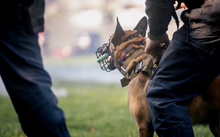 Cão da PM localizou 25 porções de crack (foto: Envato)