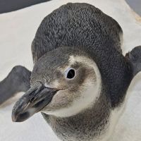 Região tem primeiro resgate de pinguim da temporada