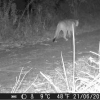 Onça‑parda é flagrada rondando propriedade de veterinário em SC
