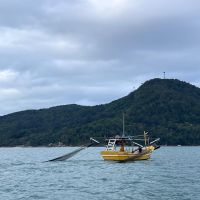 Pescadores pegam 65 kg de camarão durante arrasto tradicional em Balneário Camboriú