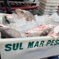 Ibama apreende barco e 240 kg de peixe em operação contra pesca ilegal