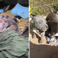 Pitbulls resgatados pela GM são acolhidos pela ONG Viva Bicho
