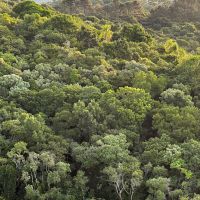 Brava Beach Group protege 5,6 hectares de mata nativa na Praia Brava há 17 anos