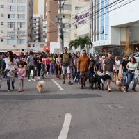 Sábado tem Cãominhada no centro de BC; veja como levar seu amigão