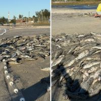 Cota da tainha é ampliada e garante respiro à pesca artesanal em Santa Catarina