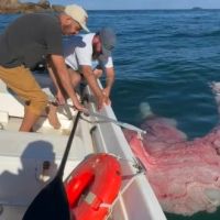 Pescadores encontram placenta de baleia em registro inédito em SC