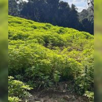 Superplantação de maconha é descoberta no interior de SC
