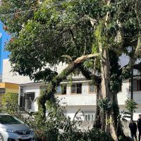 Vento derruba galho de árvore centenária da Martin Luther; ventos chegaram a 84 km/h em Itajaí