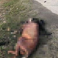 Polícia quer identificar quem matou cachorro queimado em Itapema