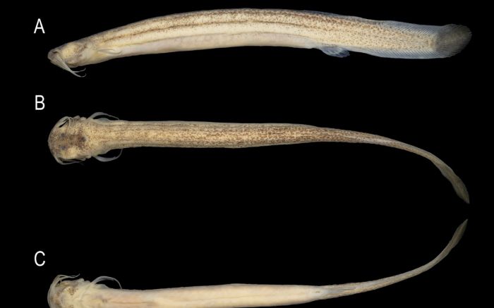 Peixe batizado de Listrura elongata vive no fundo das águas e não tem nadadeira dorsal (Foto: Divulgação/Emasa)