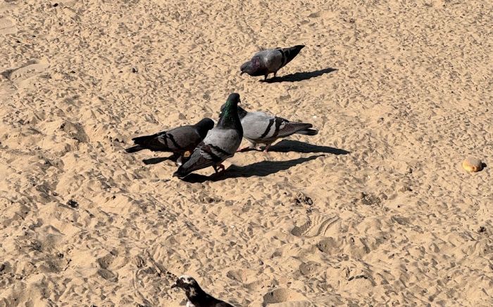 Praia Central é um dos principais pontos de concentração das aves em Balneário Camboriú (Foto: Ariel Silva/Divulgação)