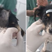 Itajaí registra mais de mil atendimentos a animais em julho