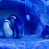 Promoção do Grupo Oceanic celebra os “paizões” da vida real… e do fundo do mar