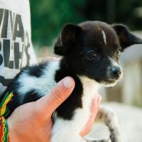 MP apura possível omissão da prefeitura no acolhimento de animais e apoio à Viva Bicho