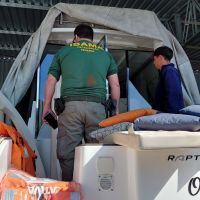 Embarcação que perseguiu baleia-franca com filhotes é apreendida