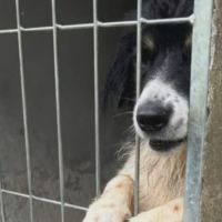 Cães atacam moradores do loteamento São Pedro