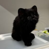 Filhote raro de gato-do-mato melânico é resgatado em Santa Luzia