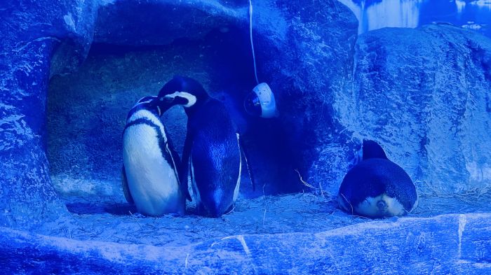 Chandler, o primeiro papai-pinguim do Oceanic, virou símbolo de amor e cuidado (Foto: Divulgação)