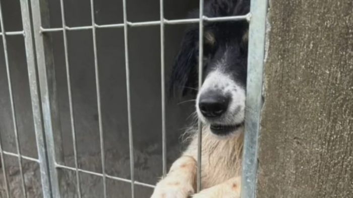 Morador teve a calça rasgada ao ganhar mordida na rua (Foto: Leitor)