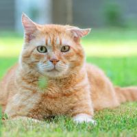Concurso vai eleger o gato vira-lata mais bonito do Brasil