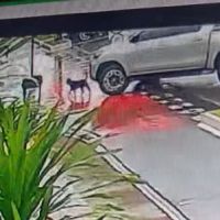 Caminhonete atropela doguinho e foge