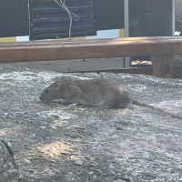 Ratão rouba comida de passarinhos e se esbanja ao lado de food-trucks