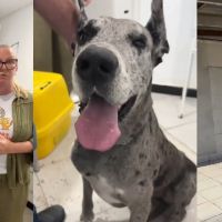 Caso de zoofilia de empresário contra dog alemã choca Navegantes