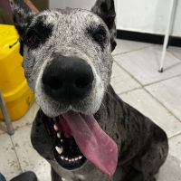 Cadela violentada estava sendo “cuidada” por empresário