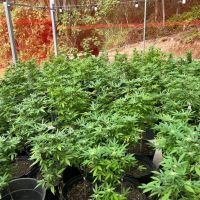 Polícia Civil desmonta laboratório clandestino de óleo de maconha na região