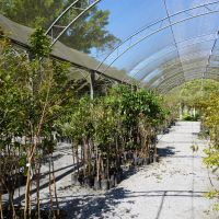 Plano de arborização de BC prevê plantio de mil árvores em um ano