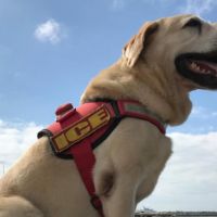 Dog herói Ice ganha monumento em Itajaí