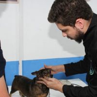 Navegantes terá mutirão de microchipagem em cães e gatos neste sábado