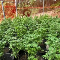 Advogado critica criminalização de associação que atende pacientes com maconha medicinal