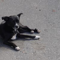 Programa fará castração de mil cães e gatos em Balneário Camboriú; saiba como participar