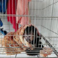Macacos e aves são resgatados de criadouro embargado em Santa Catarina