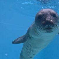Univali vai rastrear focas e lobos-marinhos por satélite