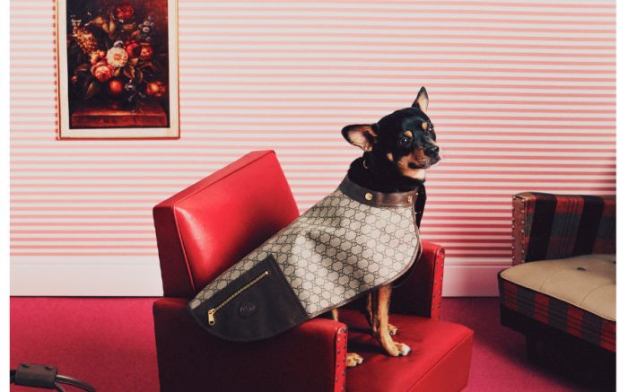 Revista estreia com 27 páginas inteiras dedicadas ao lifestyle pet (Foto: Divulgação)