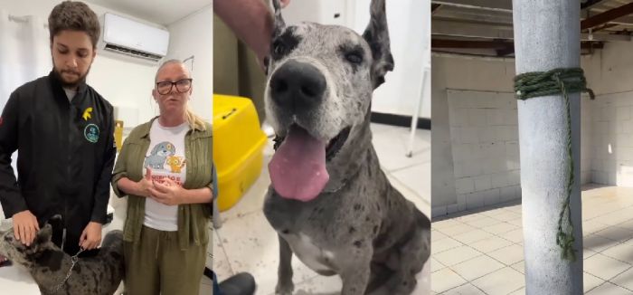 Denúncias chegaram nesta quarta à Secretaria de Proteção e Cuidado Animal