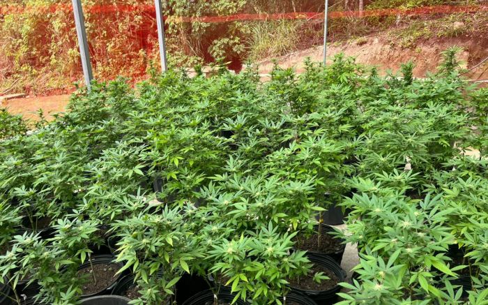 Óleo de cannabis e plantas foram apreendidos em Floripa (Foto: Divulgação/PCSC)