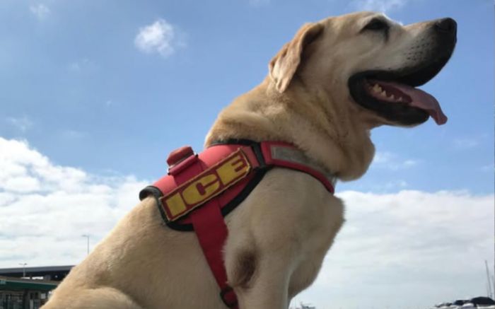 Ice trabalhou como cão guarda-vidas em Cabeçudas entre 2017 e 2019 (Foto: Divulgação)