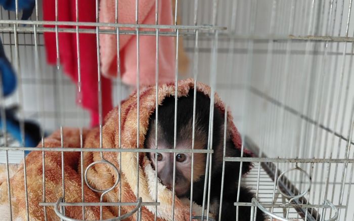 legenda: Macacos-pregos foram retirados de criadouro (Foto: Divulga/Ibama)
