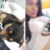 Tutora pede justiça após cãozinho ser vítima de “serial killer” em BC